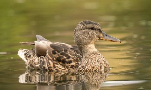 Wild duck at a pond